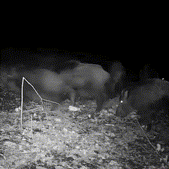 Outdoor-Wildkamera mit Nachtsicht